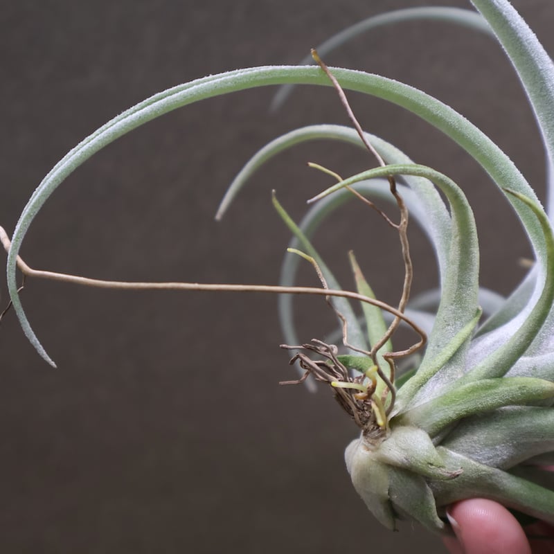 チランジア ハリシー × ベアコレアーレ ベアコレアーレ × ハリシー 01号 | air-plants TENGU-DO