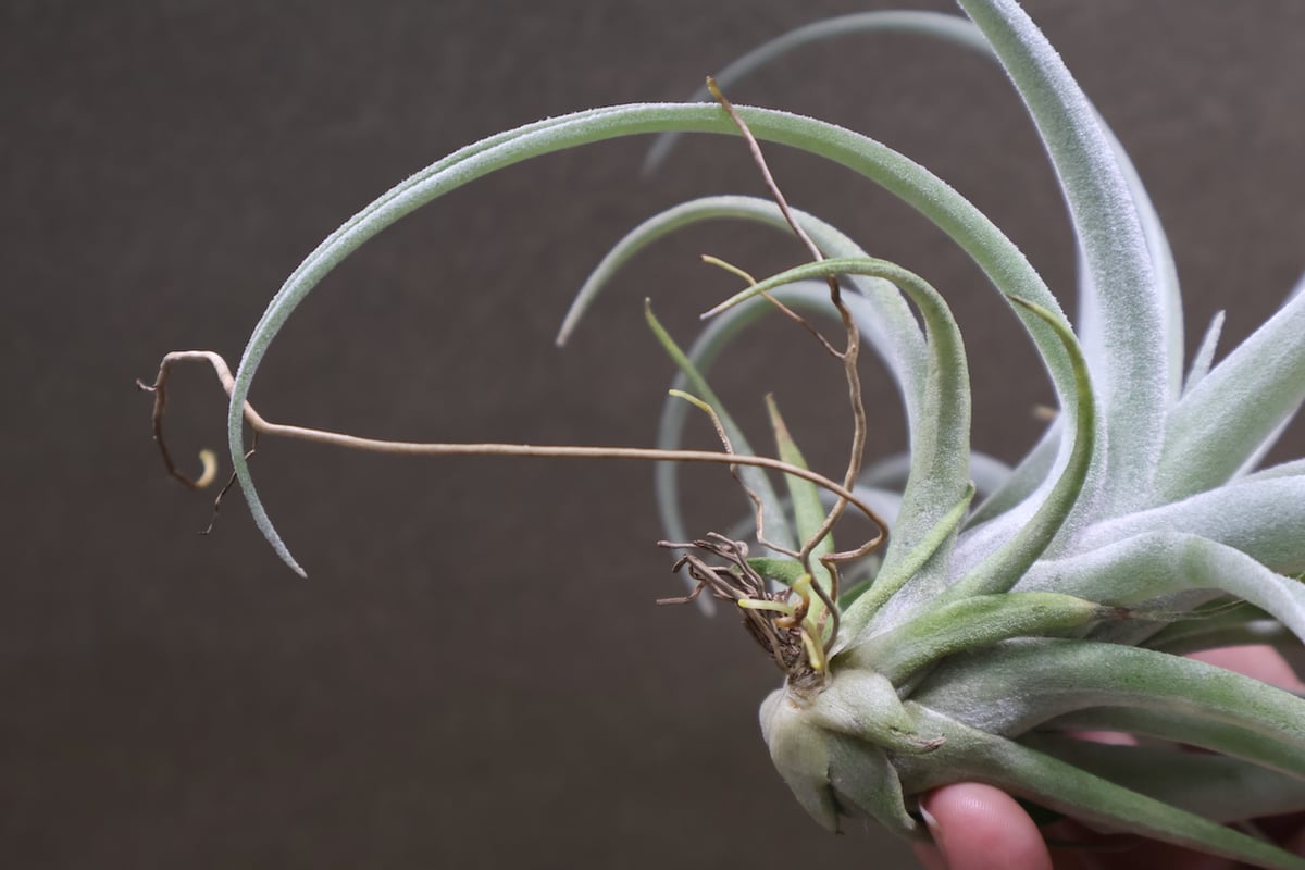 チランジア ハリシー × ベアコレアーレ ベアコレアーレ × ハリシー 01号 | air-plants TENGU-DO
