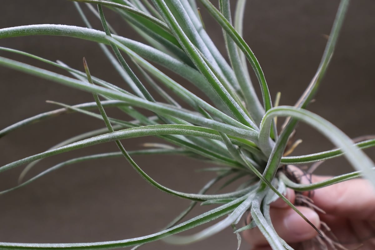 ベイレイ クランプ 06号 | air-plants TENGU-DO