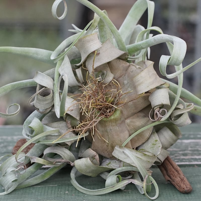 スタッフ特選】ストレプトフィラ・ベリーズ XL | air-plants TENGU-DO