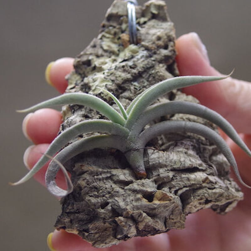 子株付き テネブラ tenebra (tillandsia ティランジア ) チランジア・テネブラ Tillandsia tenebra 育て方 図鑑