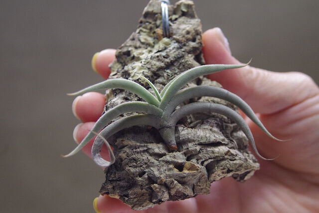 テネブラ 01号 | air-plants TENGU-DO