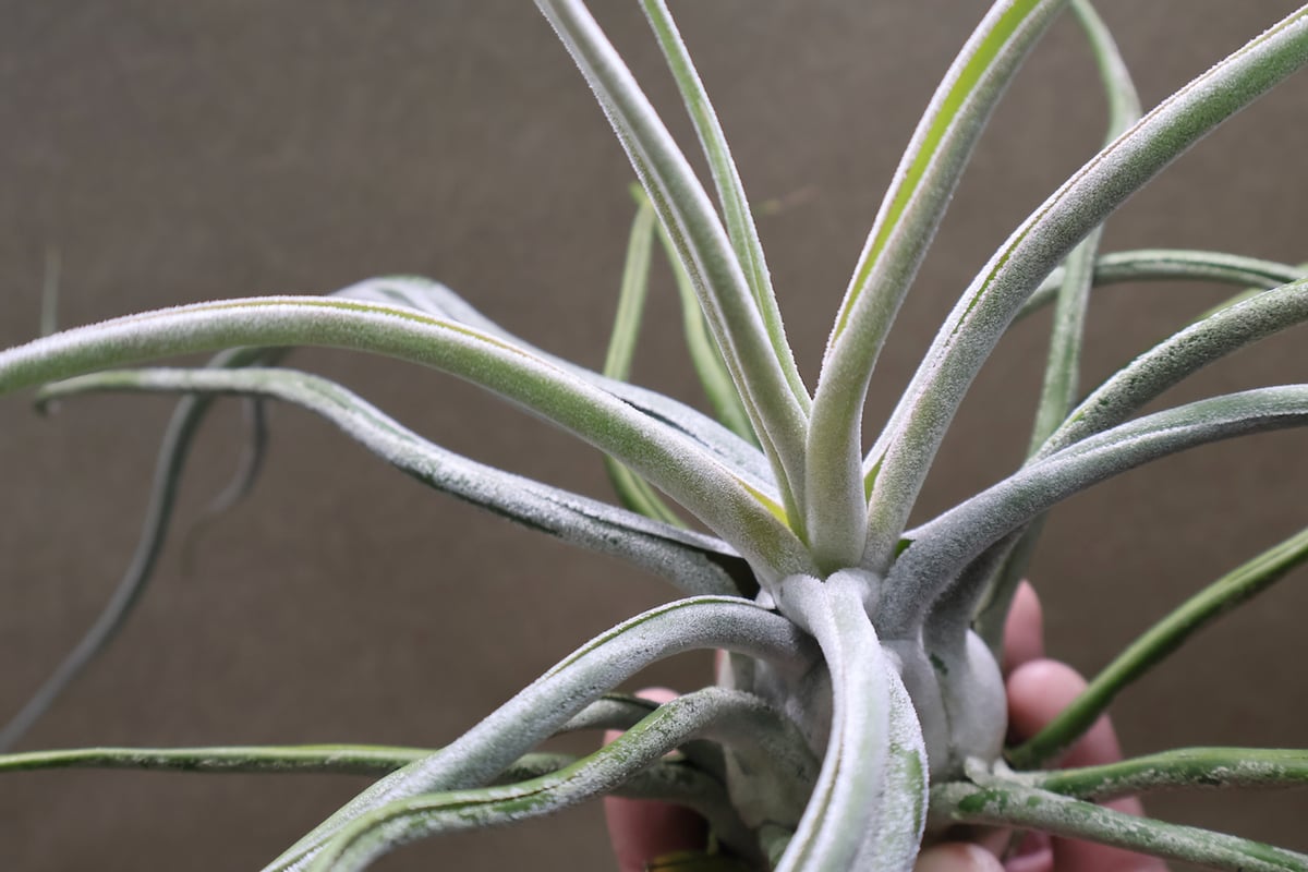 チランジア エーレルシアナ x ブルボーサ 速達+発泡スチロールおまけ