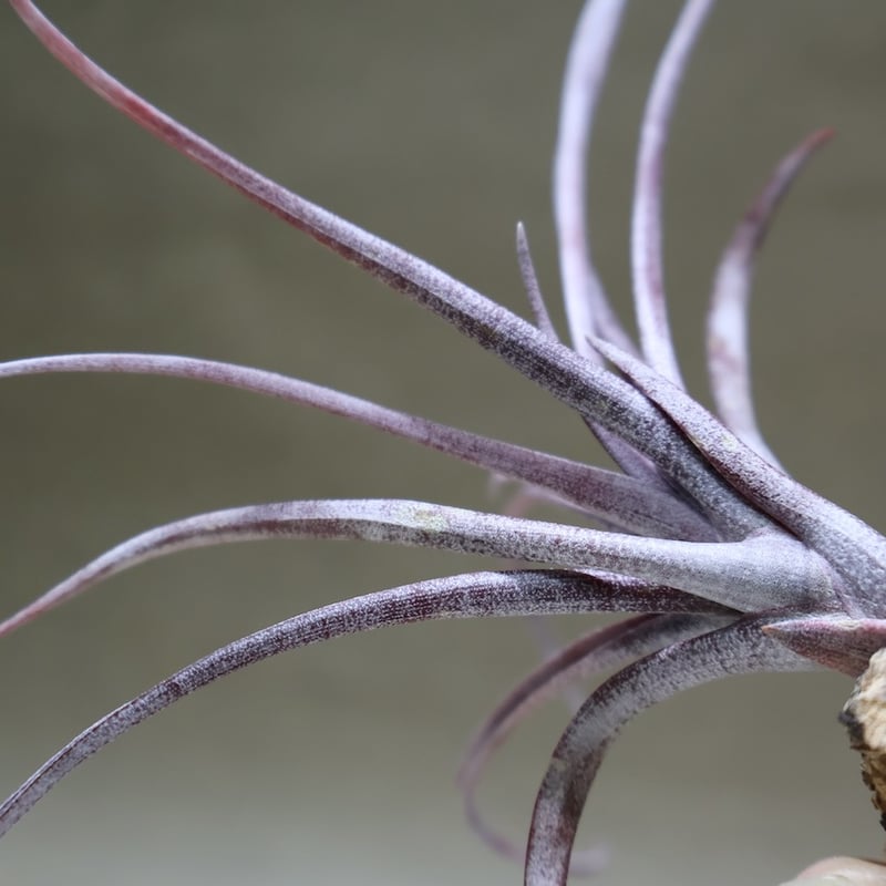 カピタータ ドミンゲンシス 45号 | air-plants TENGU-DO