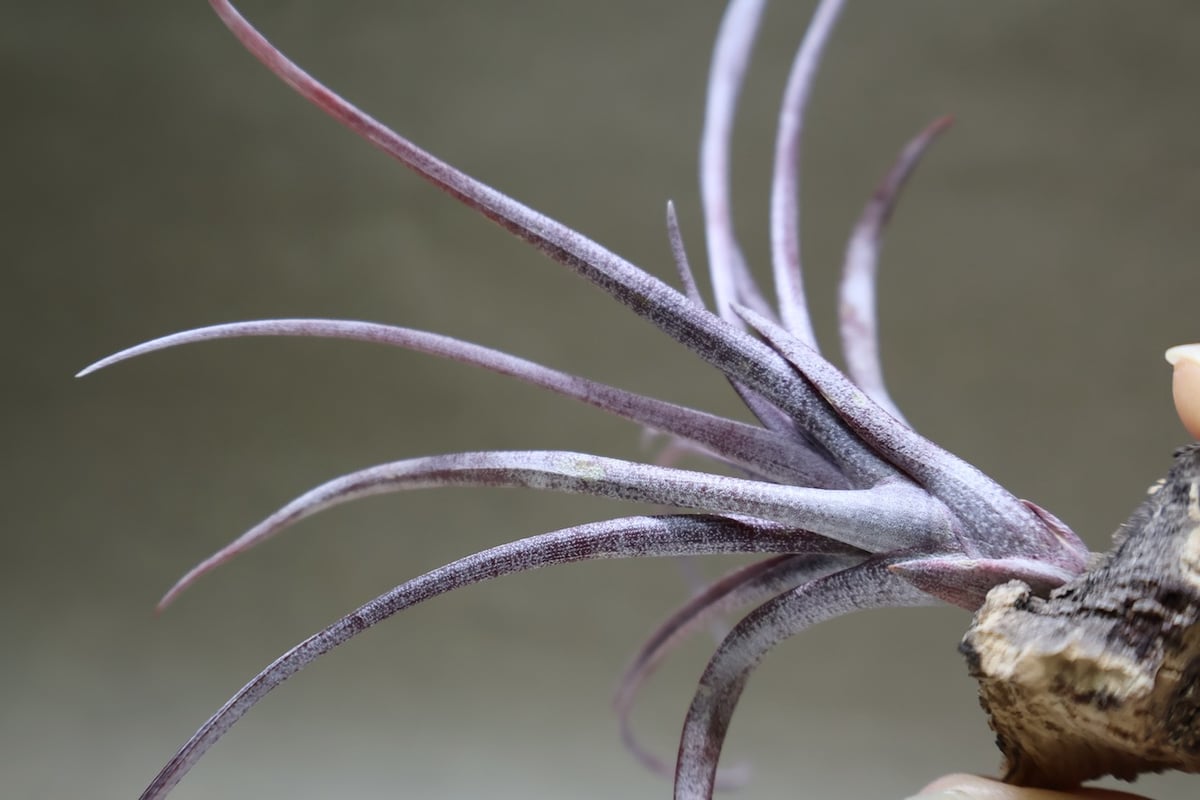 カピタータ ドミンゲンシス 45号 | air-plants TENGU-DO