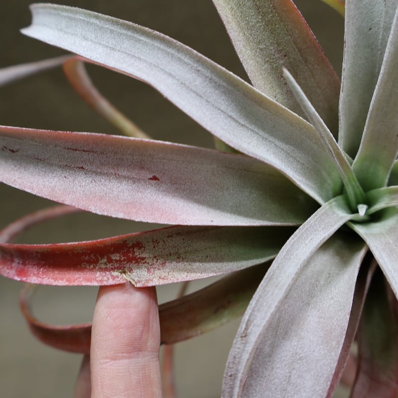 ココナッツグローブ（ チアペンシス × カピタータレッド ) 15号 | air