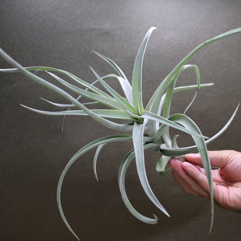 ハリシー Lサイズ 07号 | air-plants TENGU-DO