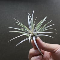 ベアコレアーレ × ハリシー 02号 | air-plants TENGU-DO
