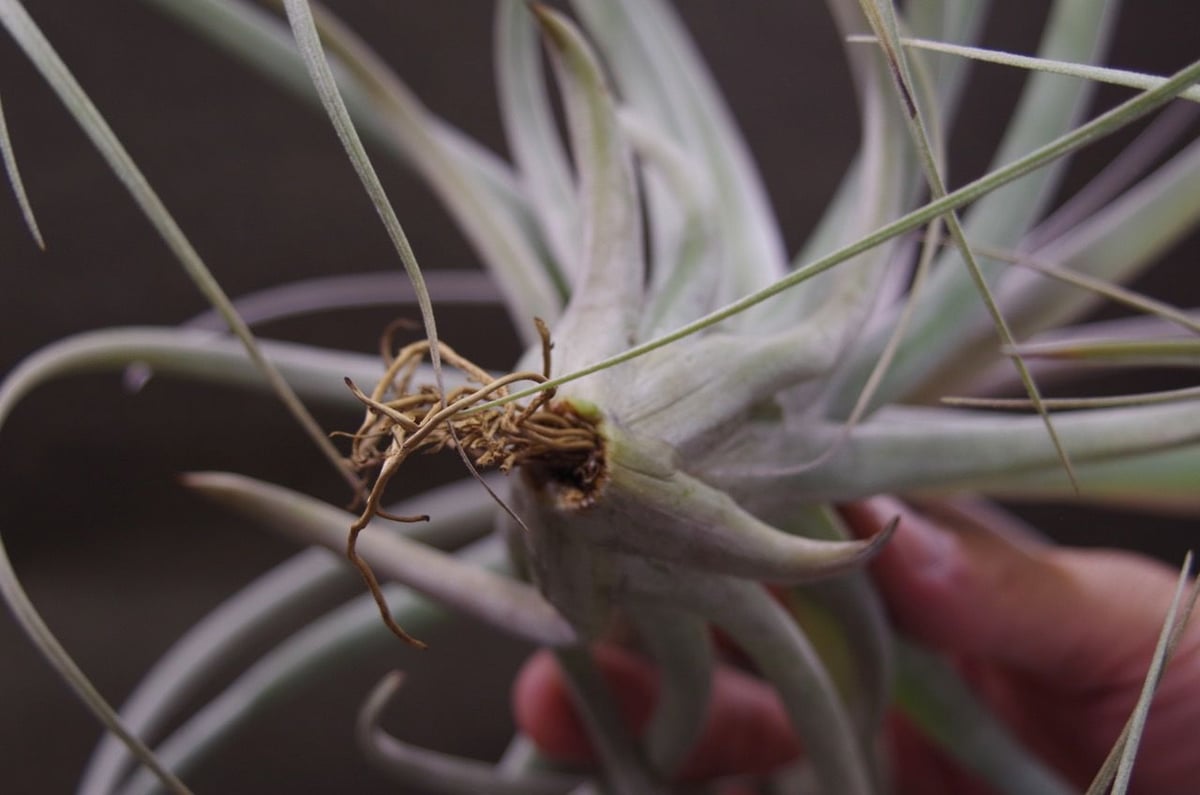 クラウニング グローリー ( キセログラフィカ X エクセルタ ) 02号