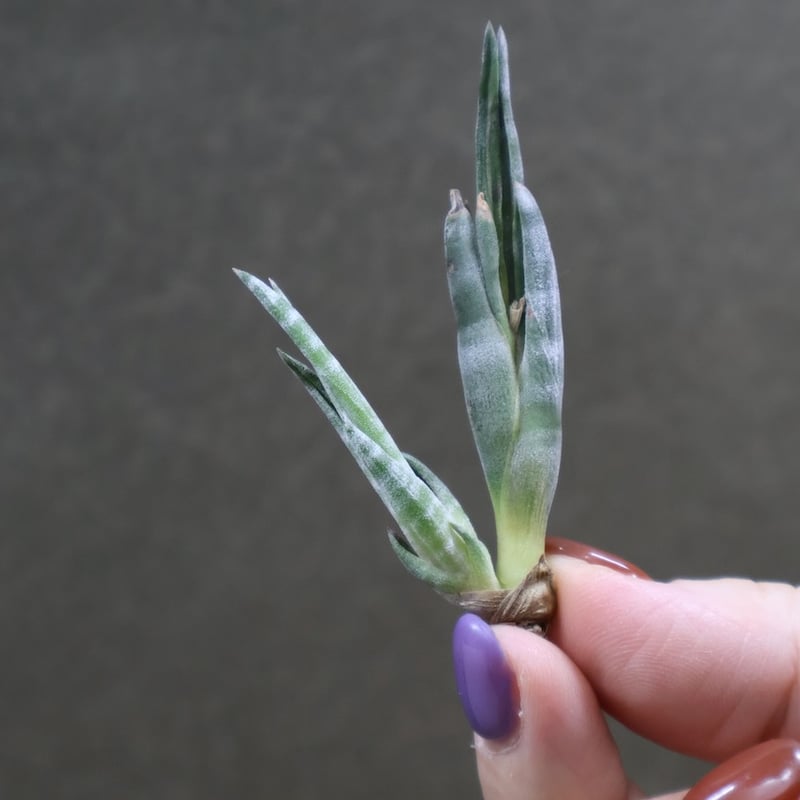 スブリフェラ Sサイズ01号 | air-plants TENGU-DO