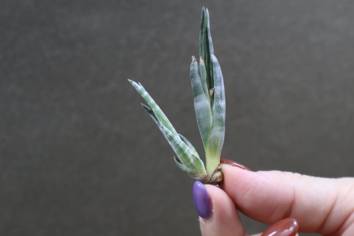 スブリフェラ Sサイズ01号 | air-plants TENGU-DO