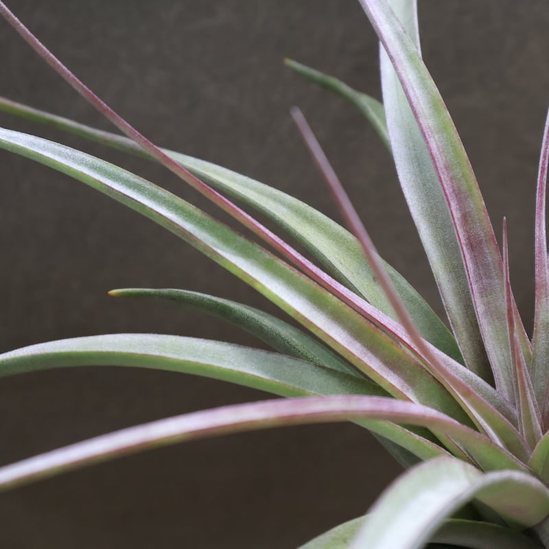 チランジア　Aztec Fire Tillandsia Aztec Fire - (T. schatzlii x kuzmae) - Bird Rock