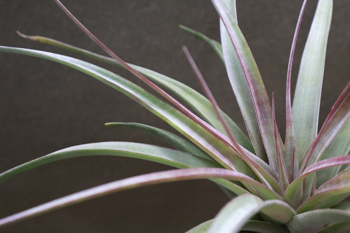 アズテックファイヤー （シャッツリー × クズマエ ) 07号 | air-plants