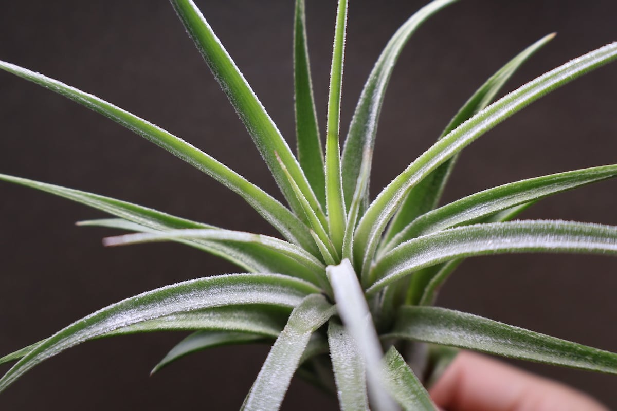 ティムズロイヤルトレジャー 01号 | air-plants TENGU-DO