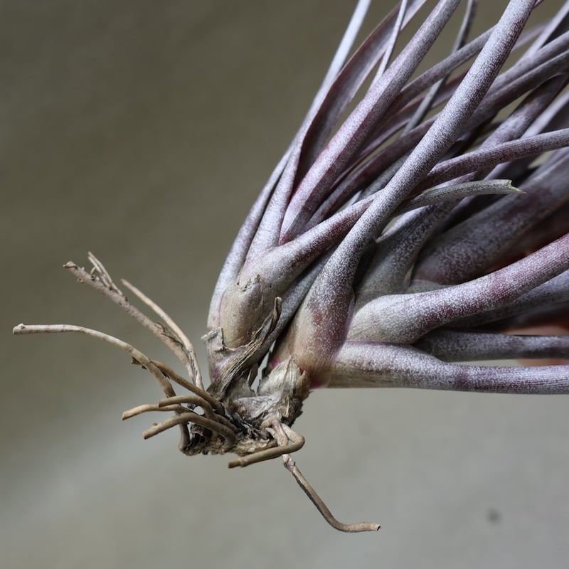 カピタータ ドミンゲンシス 43号 | air-plants TENGU-DO