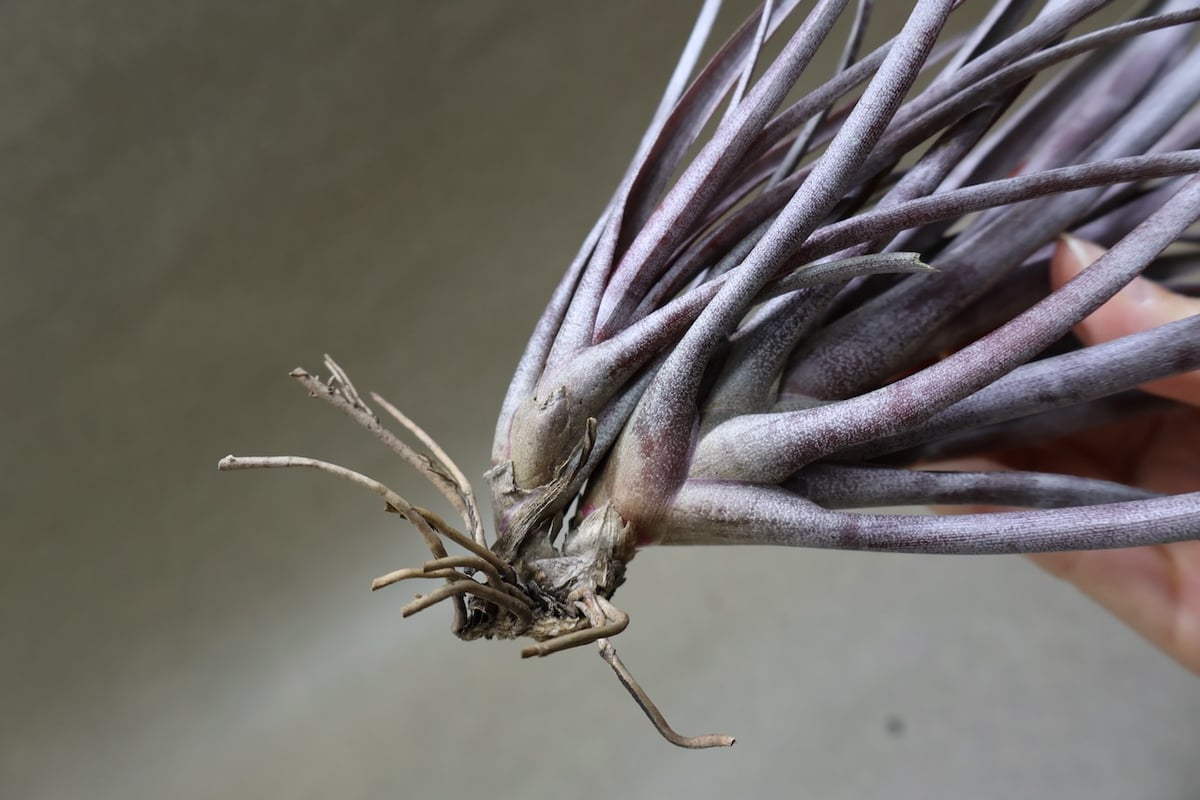 カピタータ ドミンゲンシス 43号 | air-plants TENGU-DO