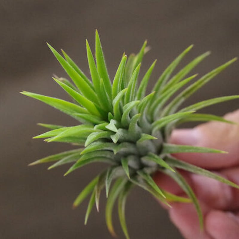 マインドセット （イオナンタ交配選抜株） 01号 | air-plants