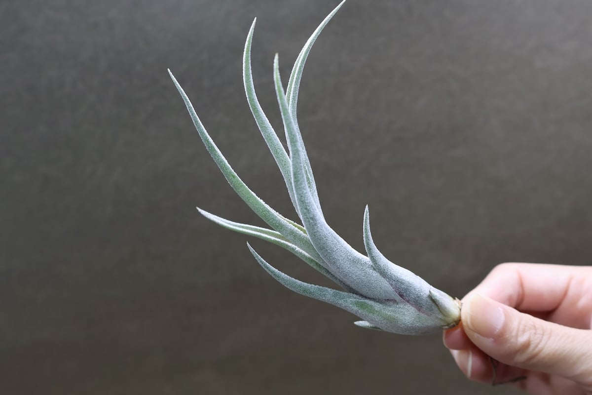 クラーケン 06号 | air-plants TENGU-DO