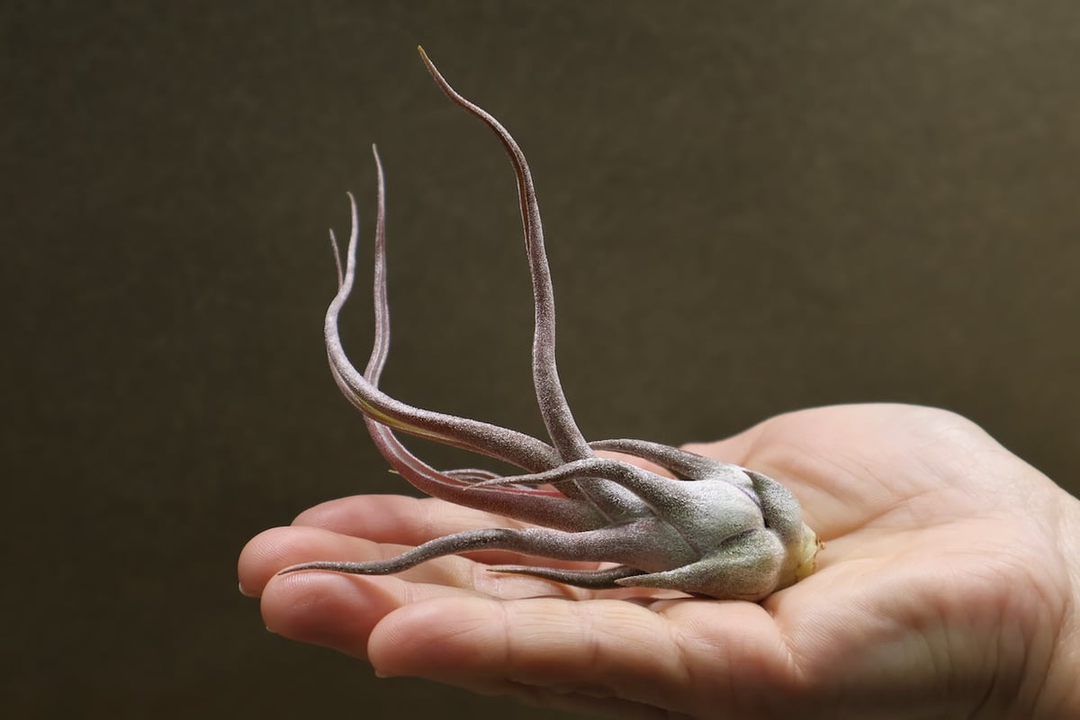 セレリアナ × ブルボーサ 10号 | air-plants TENGU-DO
