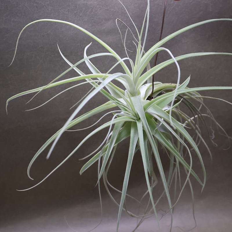 ストラミネア クランプ 08号 | air-plants TENGU-DO