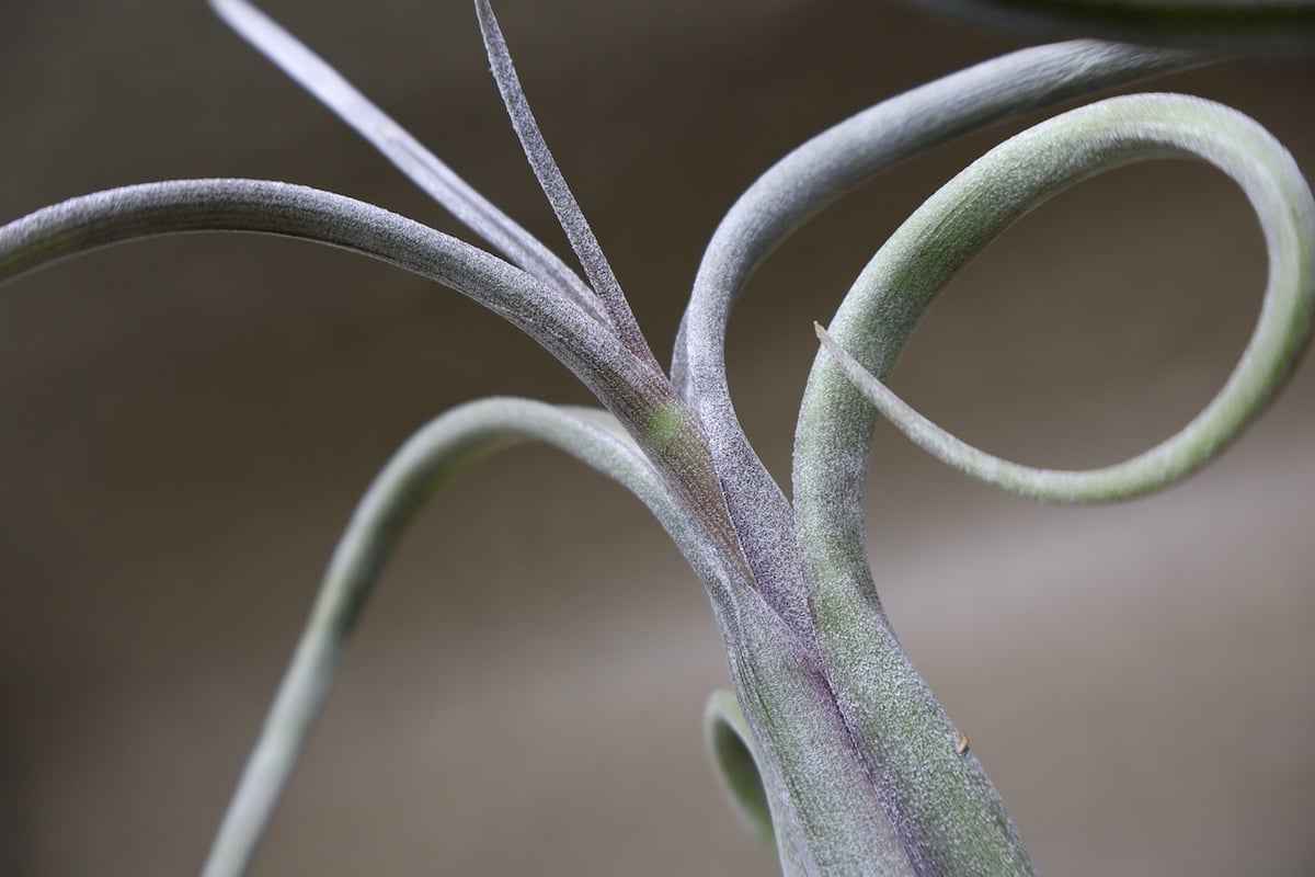 インターメディア 43号 | air-plants TENGU-DO