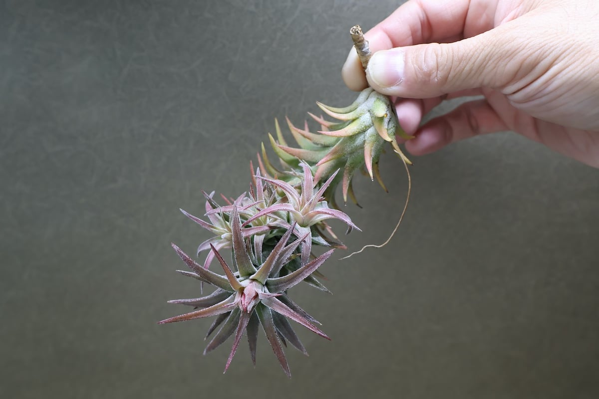 イオナンタ バンハイニンギー 125号 | air-plants TENGU-DO