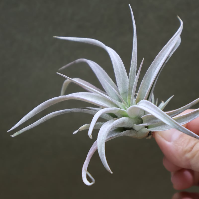 チアペンシス ギガンテスコ 13号 | air-plants TENGU-DO