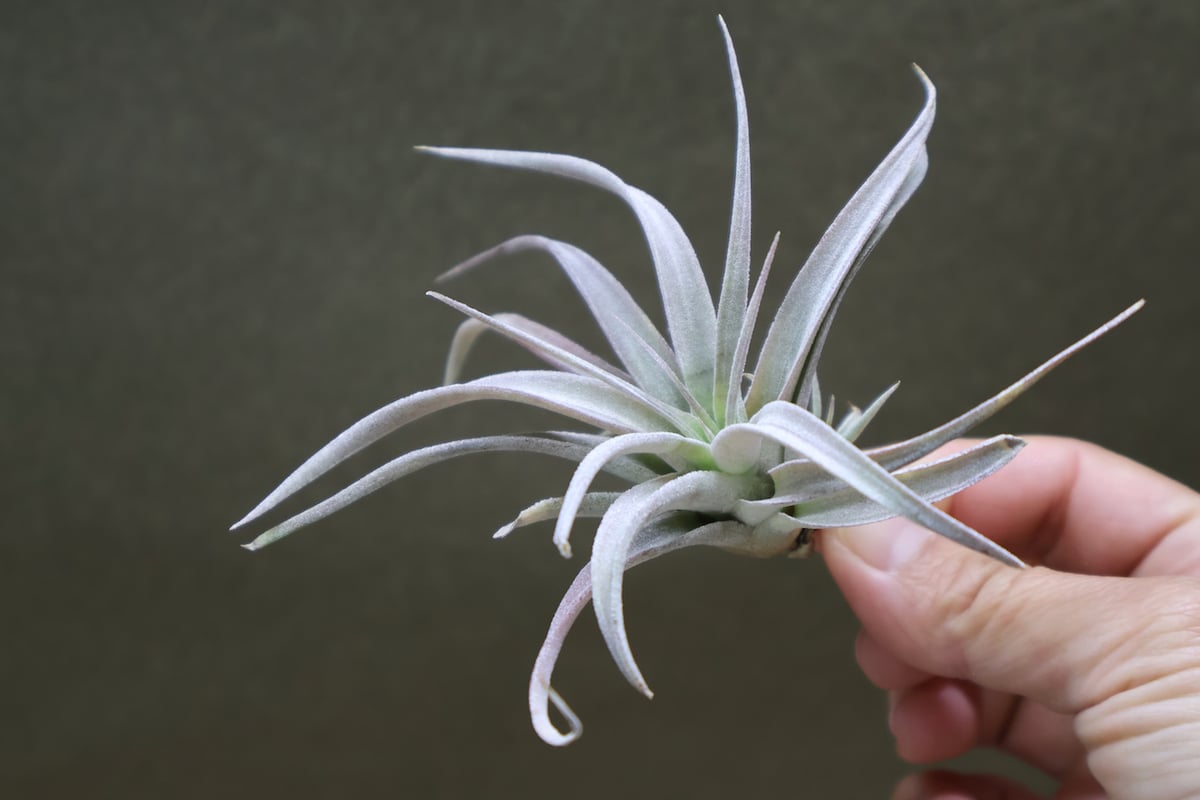 チランジア チアペンシス ギガンテスコ FrontierPlants】チランジア・チアペンシス・ギガンテスコ Tillandsia