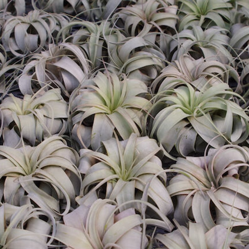 キセログラフィカ Lサイズ | air-plants TENGU-DO キセログラフィカ Lサイズ | air-plants TENGU-DO