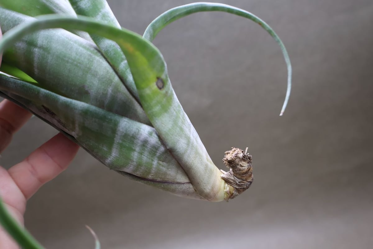 フレクスオーサ ツイスティッドフォーム 30号 | air-plants TENGU-DO