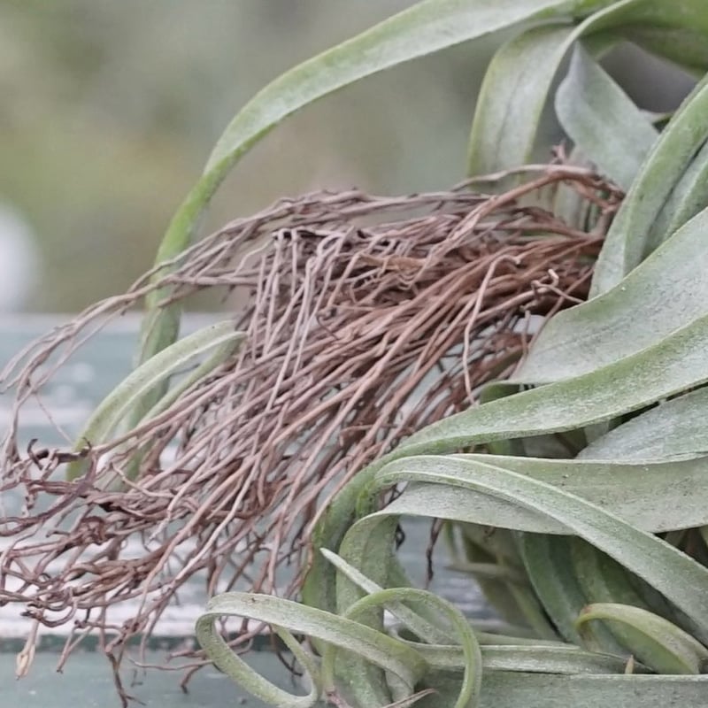 スタッフ特選】ストレプトフィラ Lサイズ 花芽付きB号 | air-plants