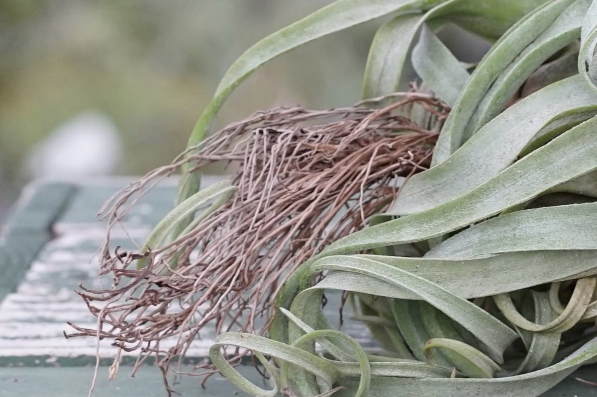 スタッフ特選】ストレプトフィラ Lサイズ 花芽付きB号 | air-plants