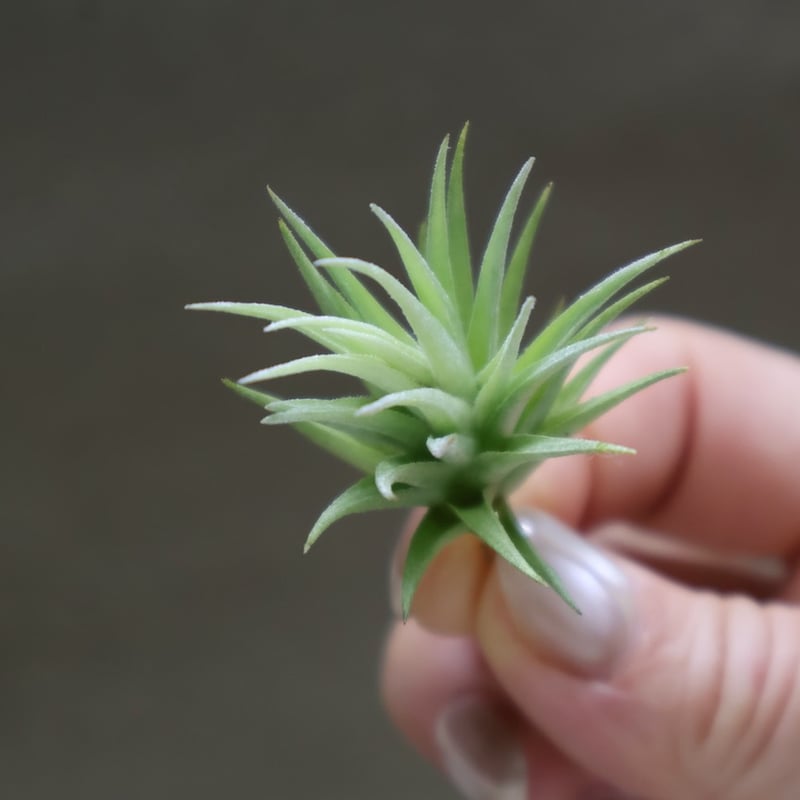 ロリアセア 16号 | air-plants TENGU-DO