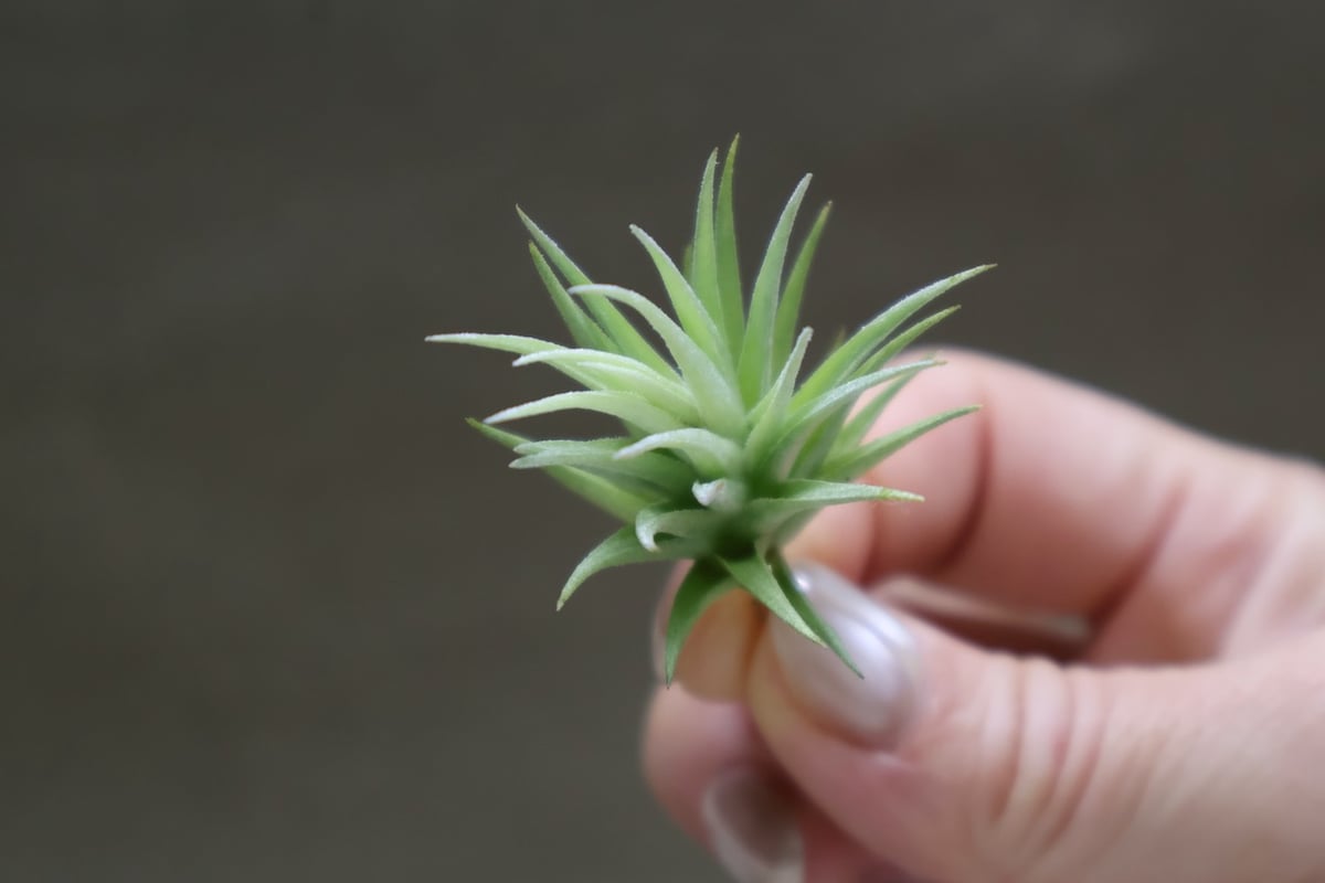 ロリアセア 16号 | air-plants TENGU-DO