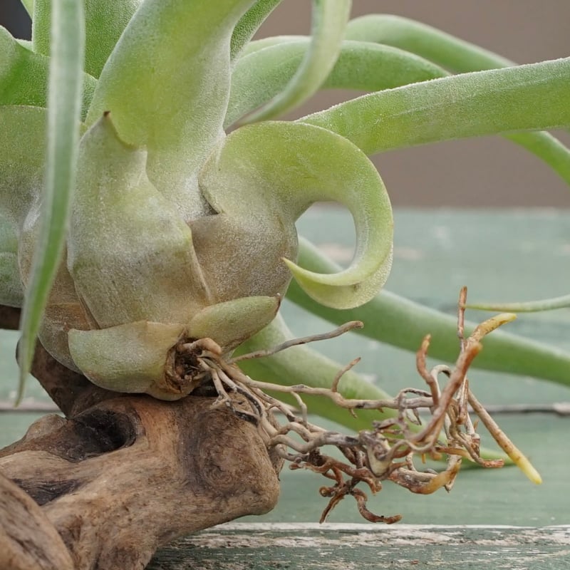 スタッフ特選】ストレプトフィラ 子株大株 S号 | air-plants TENGU-DO