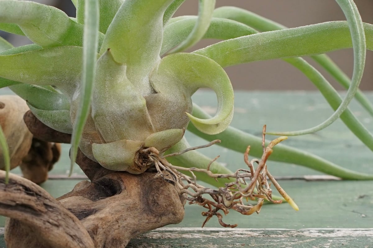 スタッフ特選】ストレプトフィラ 子株大株 S号 | air-plants TENGU-DO