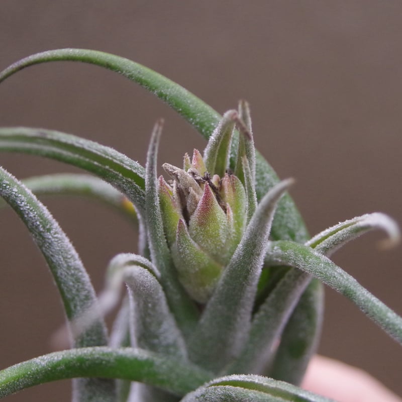 セレリアナ XL size 27号 | air-plants TENGU-DO