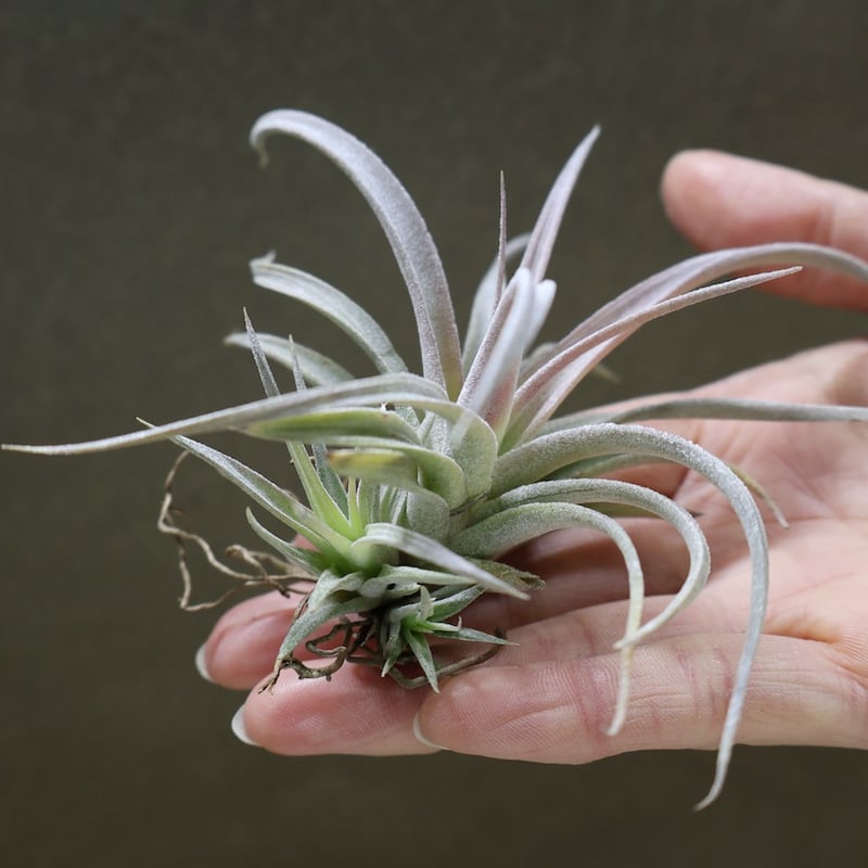 チアペンシス ギガンテスコ 21号 | air-plants TENGU-DO