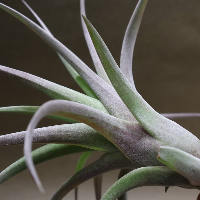 ラブノット（カピタータ×ストレプトフィラ）Mサイズ70号 | air-plants