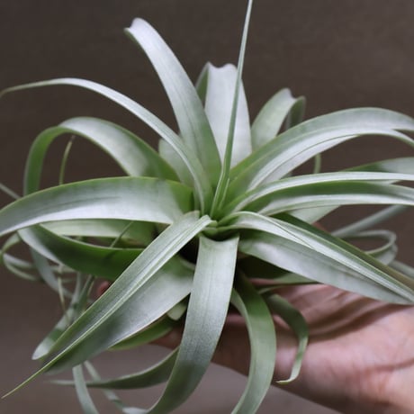 CATEGORY 品種名：U/V/W/X/Y/Z | air-plants TENGU-DO