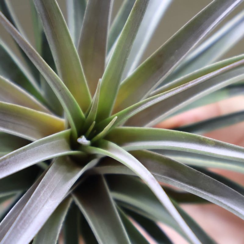 ヴェルニコーサ／べルニコーサ 20号 | air-plants TENGU-DO