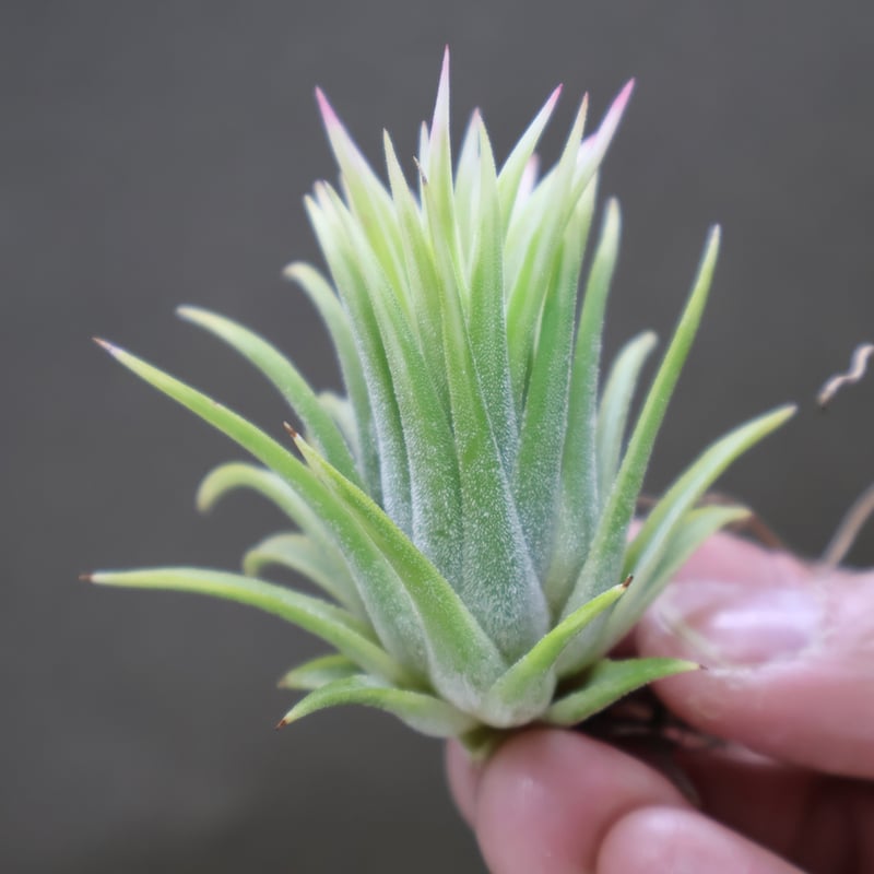 イオナンタ アルボマージナータ 24号 | air-plants TENGU-DO イオナンタ アルボマージナータ 24号 | air-plants TENGU-DO