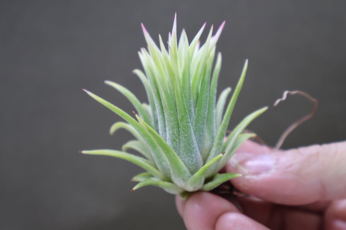 イオナンタ アルボマージナータ 24号 | air-plants TENGU-DO イオナンタ アルボマージナータ 24号 | air-plants TENGU-DO