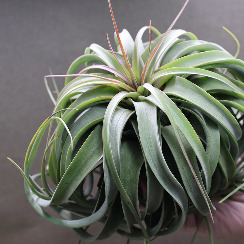 チランジア コンコロール × ストレプトフィラ セレクテッド 超希少❗️交配種❗️チランジア コンコロール×ストレプトフィラ