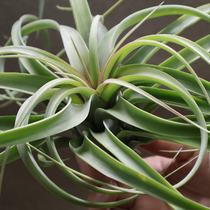 コンコロール×ストレプトフィラ 16号 | air-plants TENGU-DO