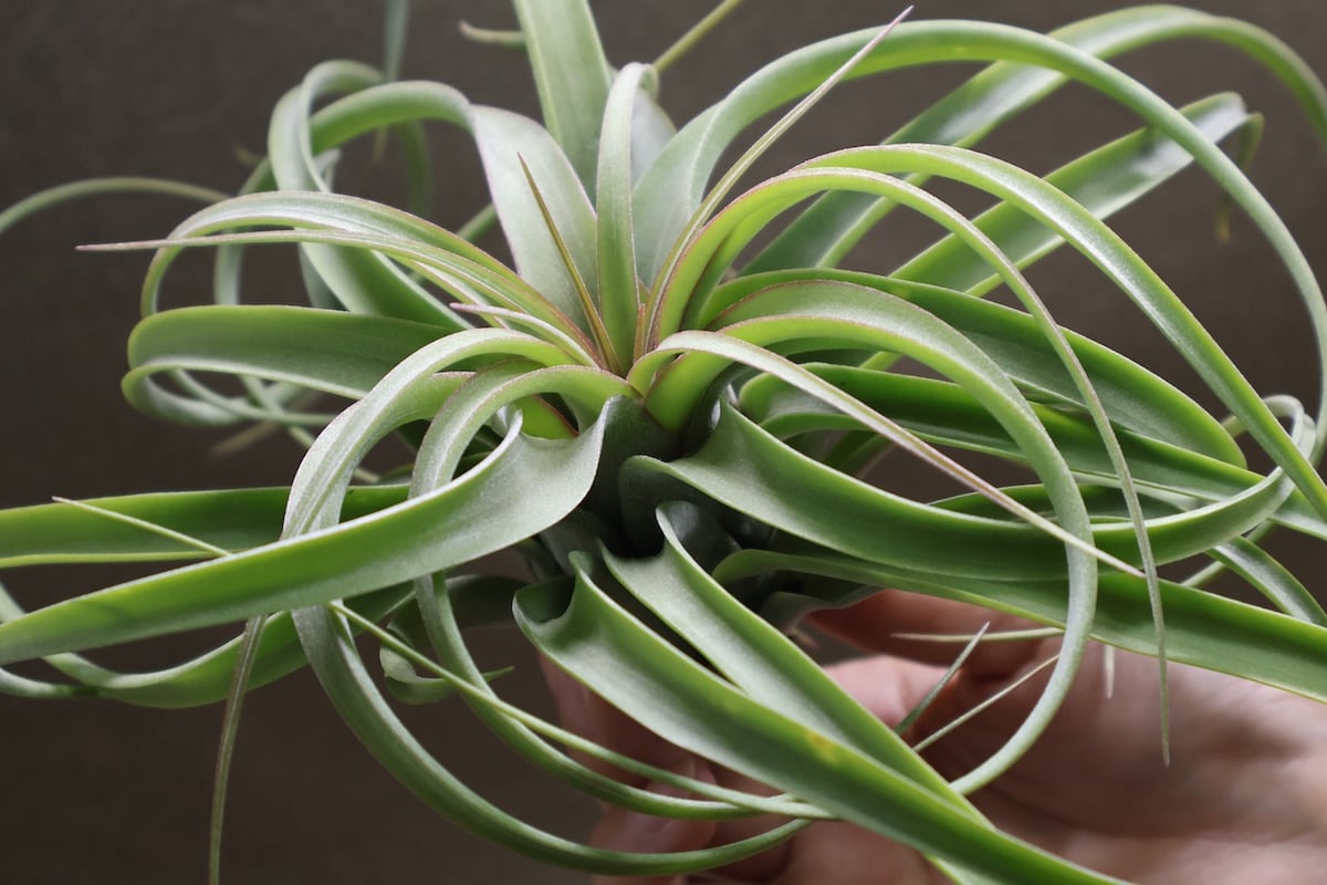コンコロール×ストレプトフィラ 16号 | air-plants TENGU-DO