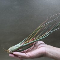 ベストインクラス （ キセログラフィカ × ロシー ）08号 | air-plants