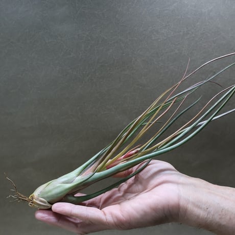 CATEGORY 品種名：I/J/K/L | air-plants TENGU-DO