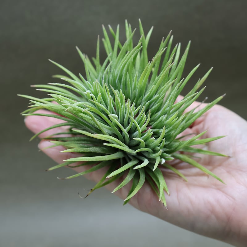 Tillandsia イオナンタ モンストローサ fit=scale-down,w=1200