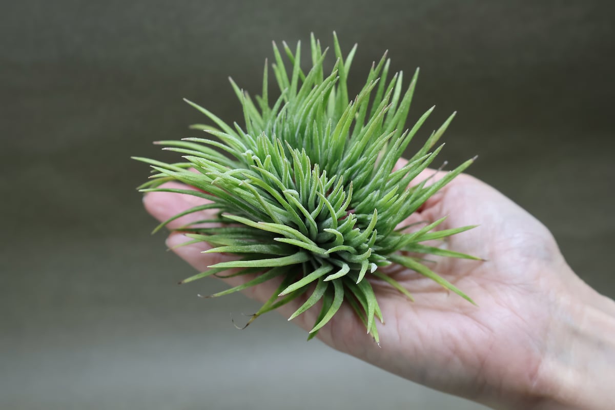 Tillandsia イオナンタ モンストローサ イオナンタ モンストローサ 07号 | air-plants TENGU-DO